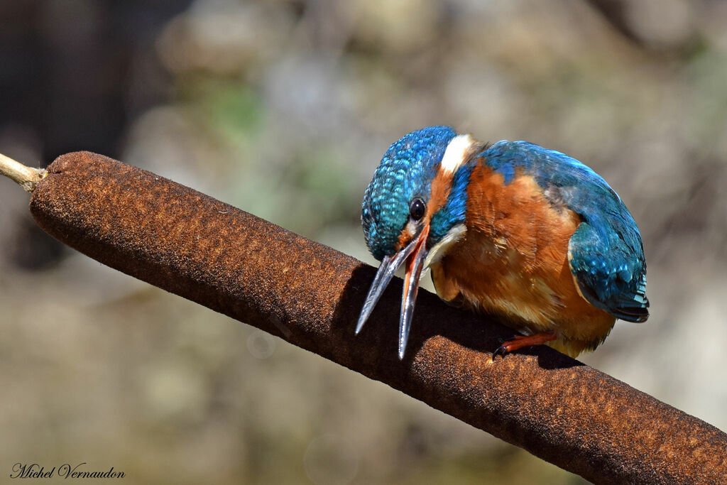 Common Kingfisher female