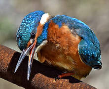 Common Kingfisher