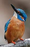 Common Kingfisher