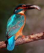 Common Kingfisher