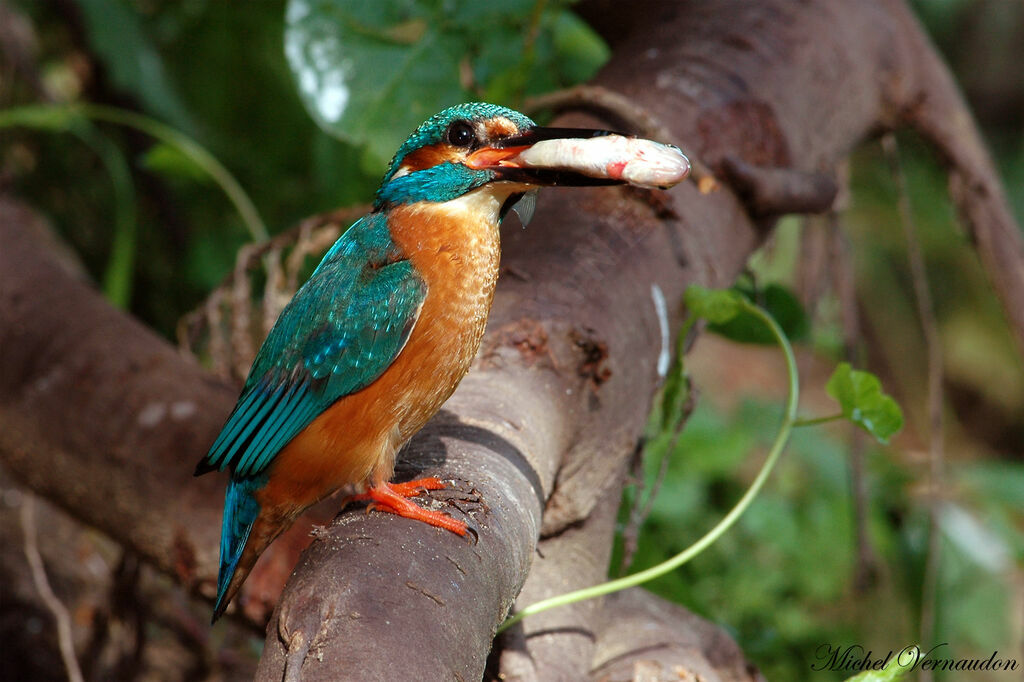 Common Kingfisheradult