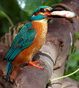 Common Kingfisher