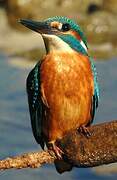 Common Kingfisher