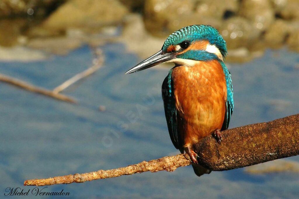 Martin-pêcheur d'Europeadulte