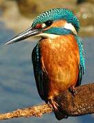 Common Kingfisher