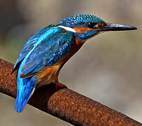 Common Kingfisher