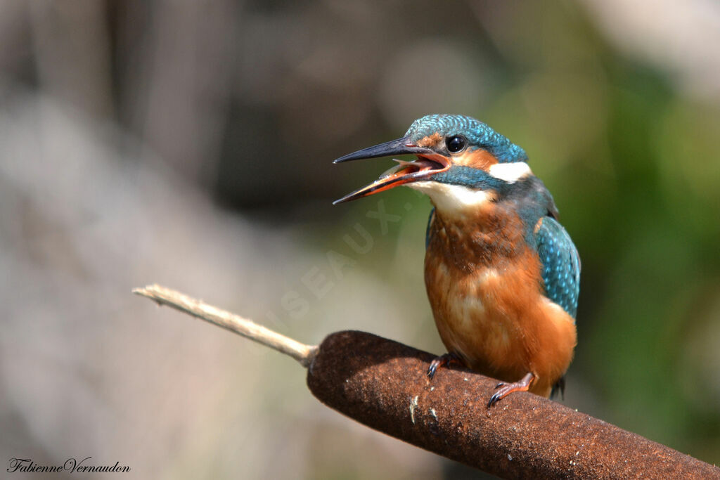 Common Kingfisher female