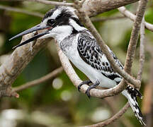 Pied Kingfisher