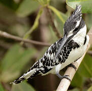 Pied Kingfisher