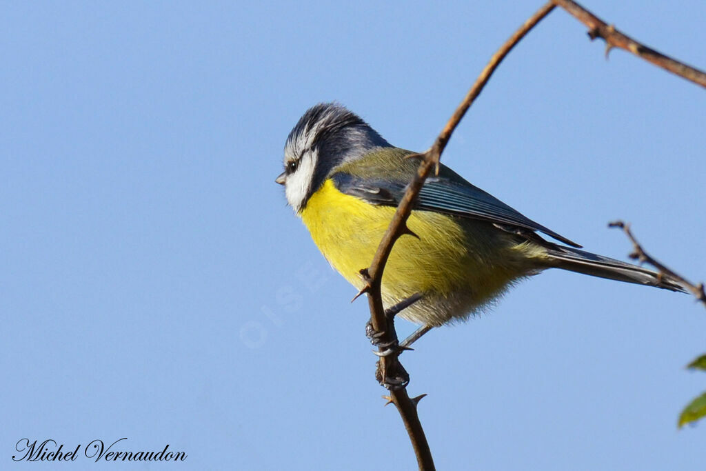 Mésange bleue