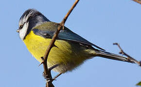 Mésange bleue