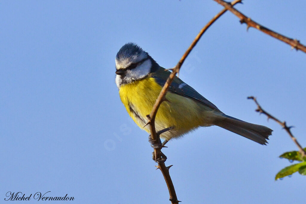 Mésange bleue