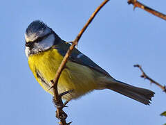 Eurasian Blue Tit