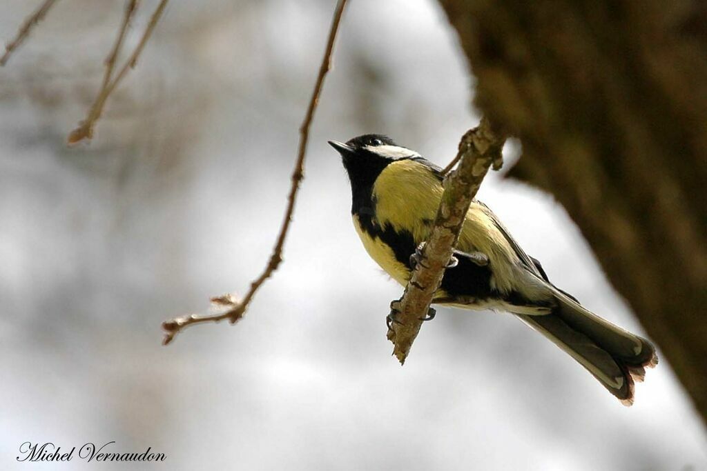 Great Tit