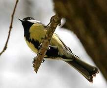 Great Tit