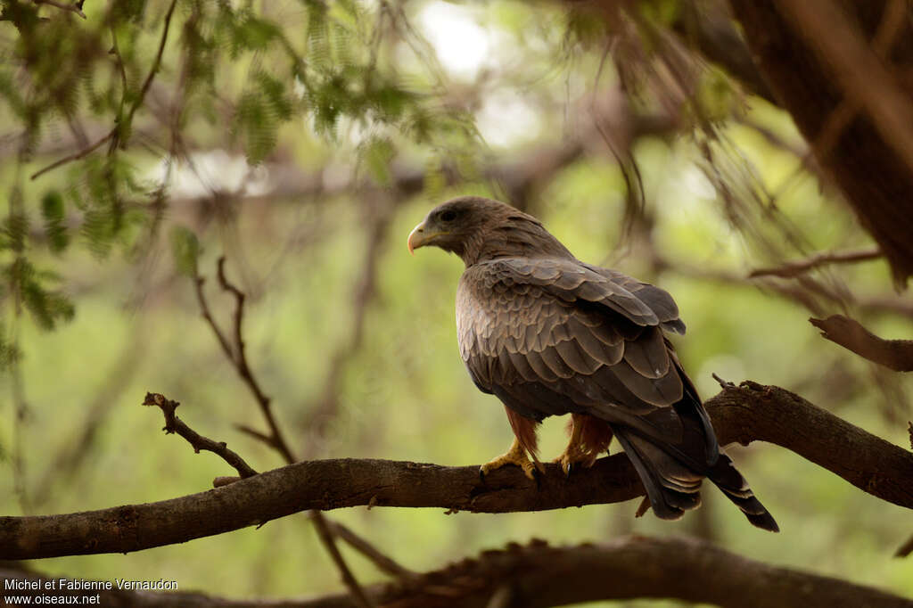 Yellow-billed Kiteadult, identification