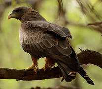 Yellow-billed Kite