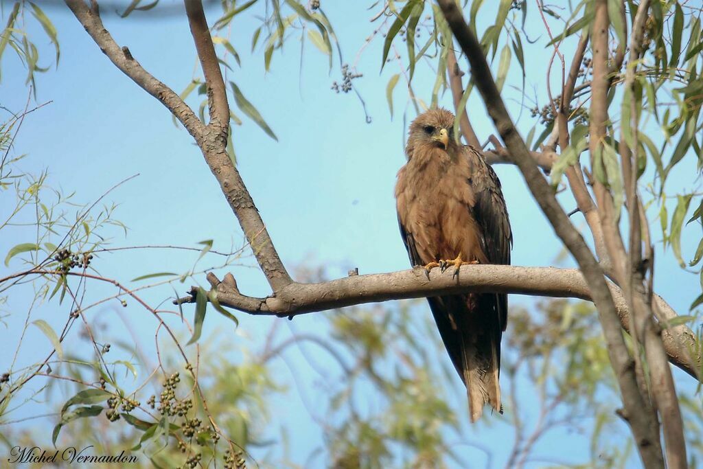 Yellow-billed Kite