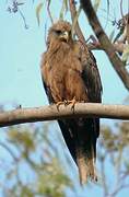 Yellow-billed Kite