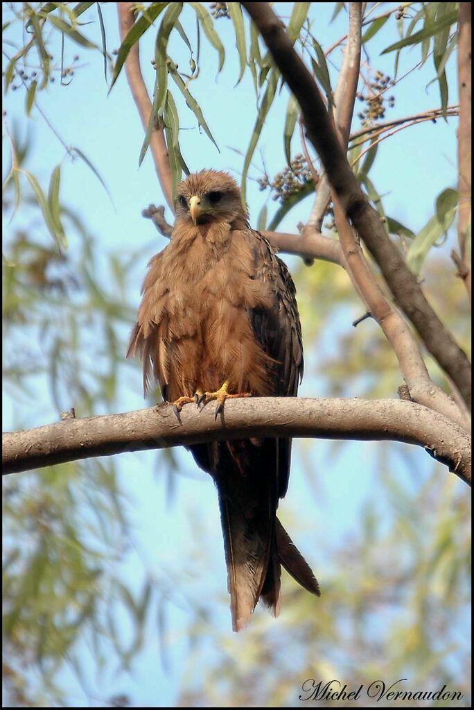 Yellow-billed Kite