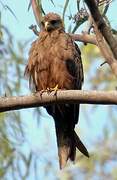 Yellow-billed Kite