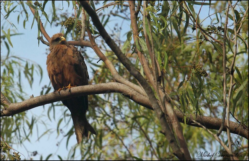 Yellow-billed Kite