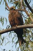 Yellow-billed Kite