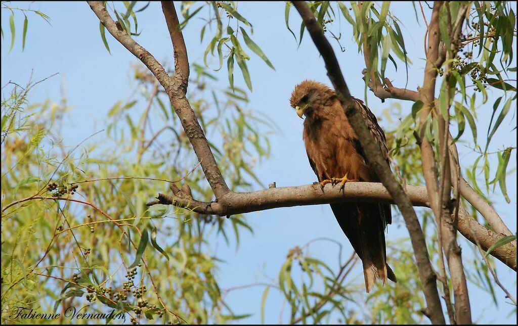 Yellow-billed Kite