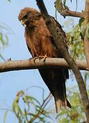 Yellow-billed Kite