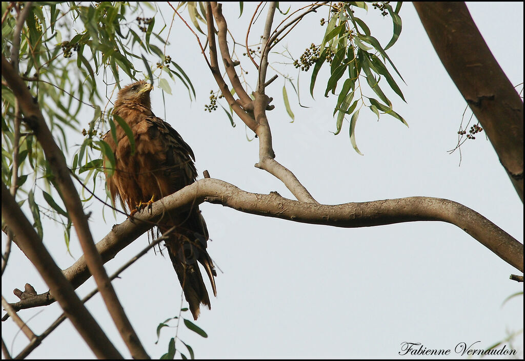 Yellow-billed Kite