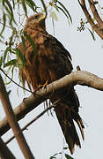 Yellow-billed Kite