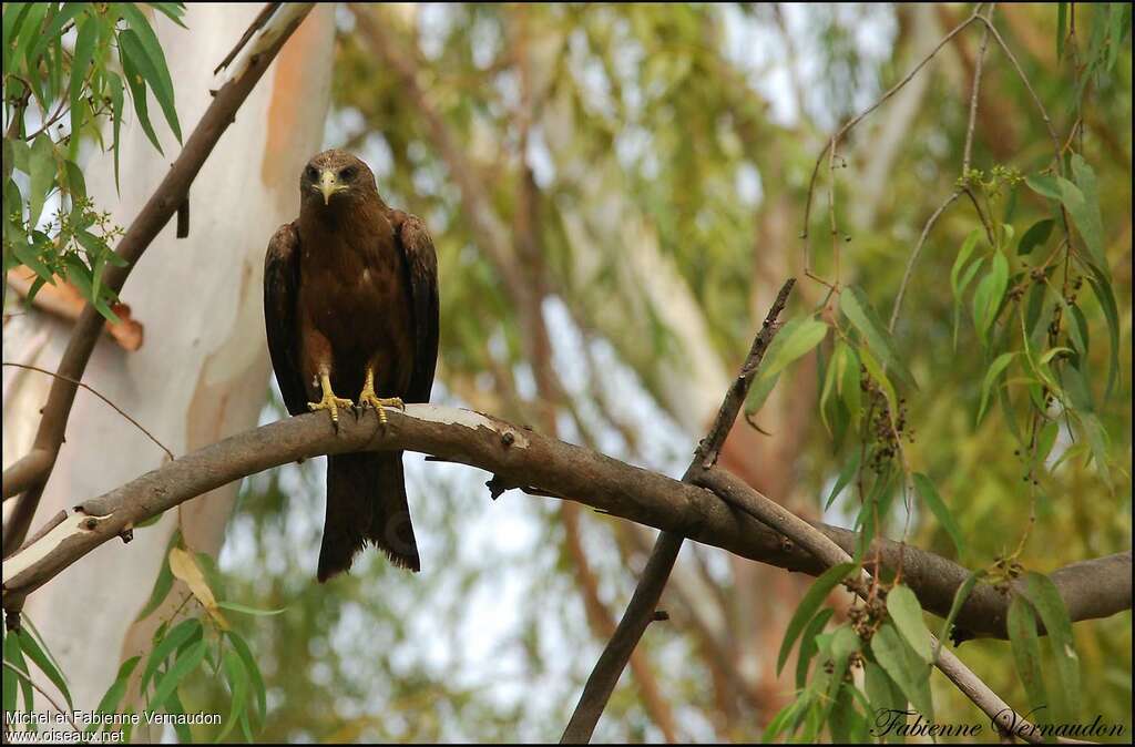 Yellow-billed Kiteadult, habitat, pigmentation