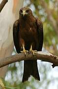 Yellow-billed Kite