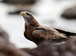 Yellow-billed Kite