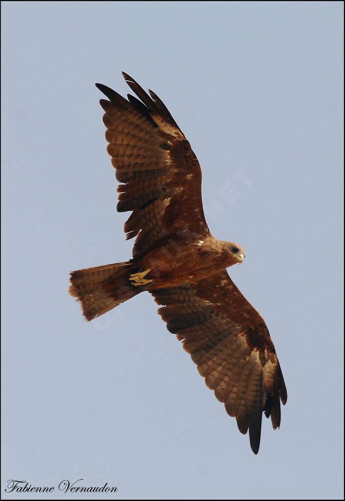 Yellow-billed Kite