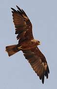 Yellow-billed Kite