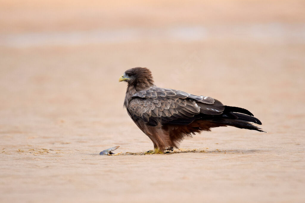 Yellow-billed Kite