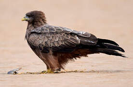 Yellow-billed Kite