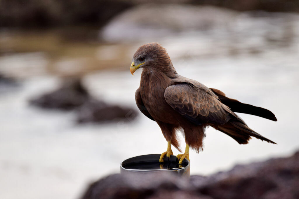 Yellow-billed Kite