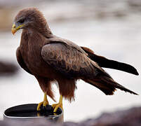 Yellow-billed Kite