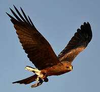 Yellow-billed Kite