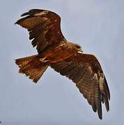 Yellow-billed Kite