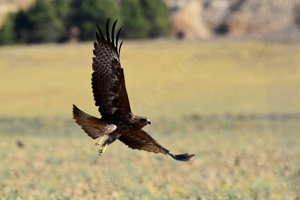 Black Kite, Flight