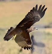 Black Kite