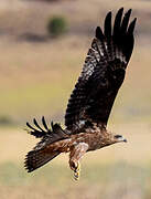 Black Kite