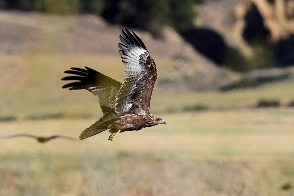 Black Kite, Flight