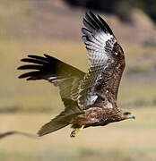 Black Kite