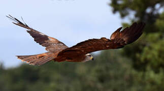 Black Kite