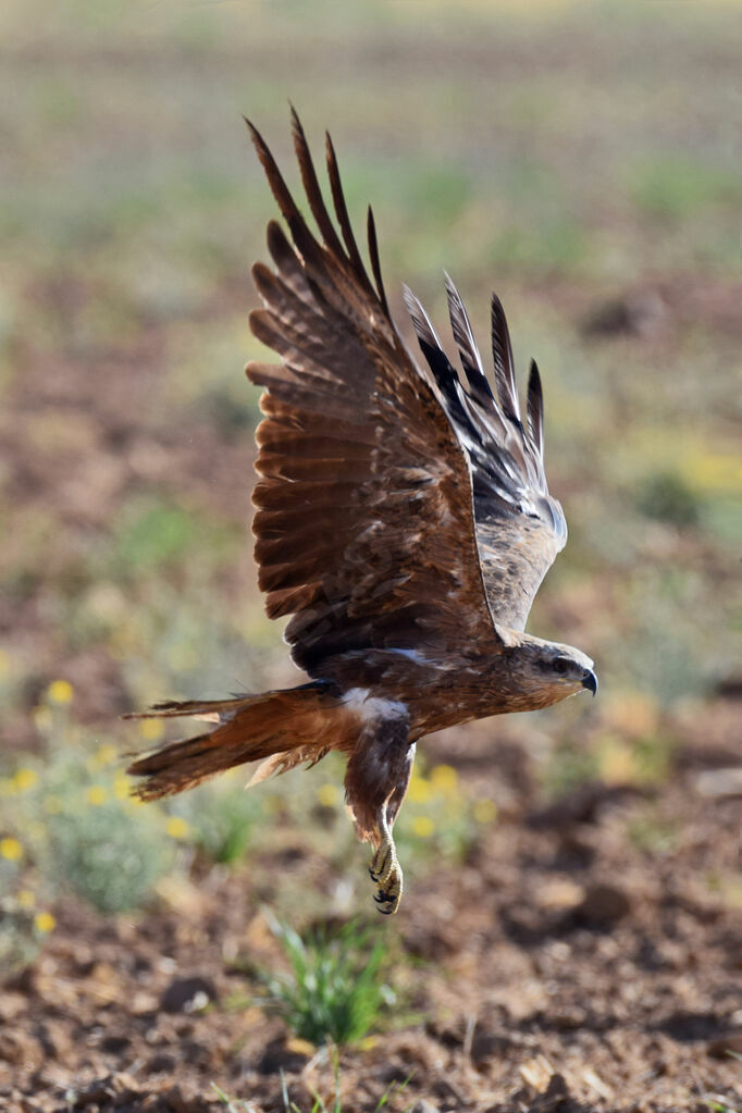 Black Kite, Flight