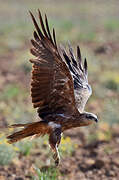 Black Kite